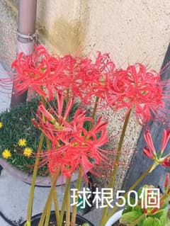 彼岸花球根50個のサムネイル