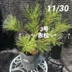 ①*:ஐ赤い樹皮が魅力！盆栽で人気！*:ஐ【赤松（アカマツ）】苗・苗木