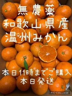 無農薬 和歌山県産 温州みかん（箱込5kg）のサムネイル