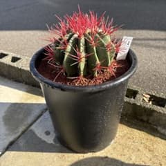 厳選株 フェロカクタス 赤鳳 8号 本物 ロックガーデン - メルカリ