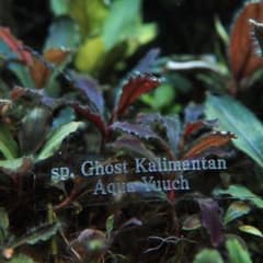 Bucephalandra sp. Ghost Kalimantan - メルカリ