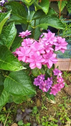 アジサイ紫陽花　挿し木　苗のサムネイル