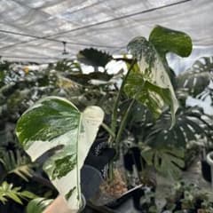 XQ9 モンステラ ボルギシアナ アルボ ホワイトタイガー白斑 健康カット