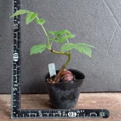 m30028683121_1.jpg?1779954859