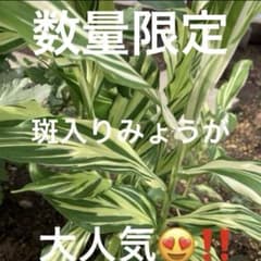 斑入りみょうが　抜き苗のサムネイル