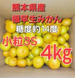 熊本県産極早生みかん　小粒～3S　4㎏のサムネイル