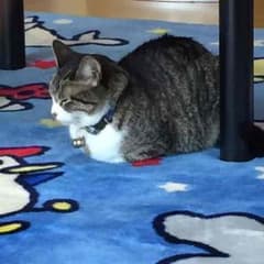 専用のサムネイル