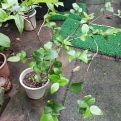 ピタンガ苗のサムネイル