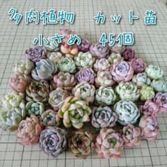45-7【おまかせ】多肉植物　カット苗　小さめ　45個　ネコポス発送のサムネイル