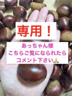 岐阜県産　生栗　1.5キロ　農薬不使用のサムネイル