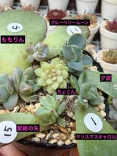 多肉 葉挿し おらいさん ミックスベリア ちょこん 入り 初心者 小苗