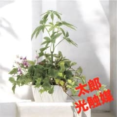 光触媒 人工観葉植物 ウォールグリーン フェイクグリーン 寄せ植え