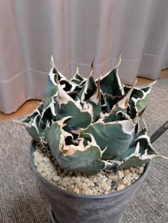 アガベ チタノタ 白鯨 鉢植えのサムネイル