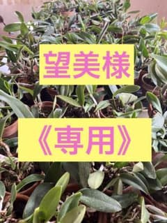 望美様専用　ミニカトレア1鉢のサムネイル