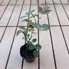 バラ苗　挿し木苗のサムネイル