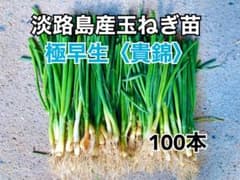 淡路島産玉ねぎ苗 極早生 貴錦 100本のサムネイル