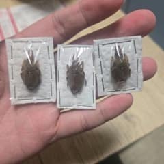 t*9様 Dicranocephalus uenoi 標本 3頭セットのサムネイル