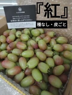 8/12-1　訳あり　紅　粒ぶどう　葡萄　ぶどう　果物　くだもの　にん忍葡萄園のサムネイル