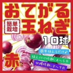 【野菜球根】ホームたまねぎ赤１０球☆ポンと置くだけ！玉ねぎ苗より手軽に簡単栽培❣ 野菜球根】ホームたまねぎ赤10球☆ポンと置くだけ！玉ねぎ苗より手軽
