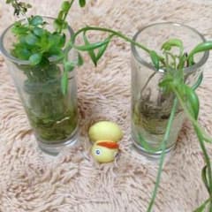 専用ですのサムネイル