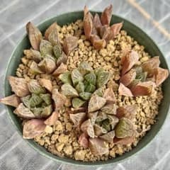 ハオルチア ミラーボール×グリーンウッディ - メルカリ