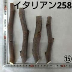 ⑮☆イチジク穂木4本☆種類…イタリアン258⑮【親木の写真あり・結実