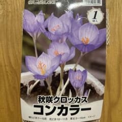 秋咲クロッカス コンカラー 1球入 ステルンベルギア　ルテア2球入のサムネイル