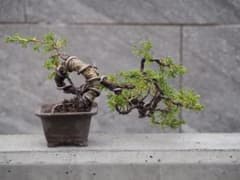 真柏 小品盆栽 ミニ盆栽 樹高10cm 根張り良 真柏 小品盆栽 ミニ盆栽 樹高10cm 根張り良 | Buyee, 온라인 대리 쇼핑