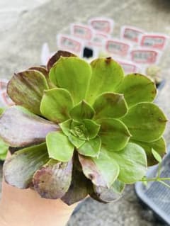 A40アエオニウム　多肉植物　花月夜　抜き苗のサムネイル