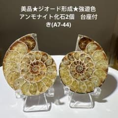 美品★ジオード形成★強遊色　アンモナイト化石　2個　台座付き(A7-44)