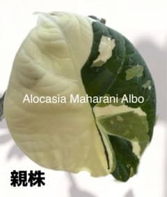 アロカシア マハラニ アルボ 斑入り 芋 ② - メルカリ