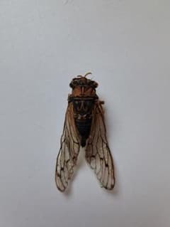 セミ標本【コエゾゼミ】稀少種 昆虫標本 - メルカリ