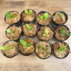 willinckii 'OMG'などビカクシダ胞子培養お得12種 - メルカリ