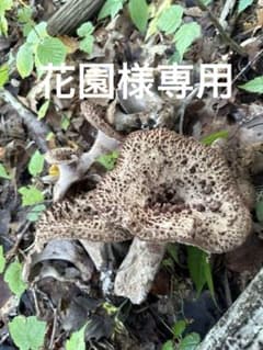 花園様専用】岩手県産 天然 香茸 シシタケ バクロ - メルカリ