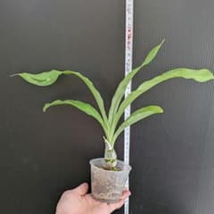 洋蘭 タケノコラン Clowesetum Rebecca Express'M' - メルカリ