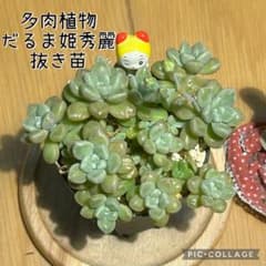 多肉植物 だるま姫秀麗 抜き苗 根付き ドラミちゃん - メルカリ