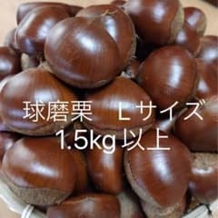 球磨栗　Lサイズ　生栗　国産　栗　熊本県　球磨郡産　1.5kg以上　無農薬のサムネイル