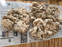 羊毛　原毛のサムネイル