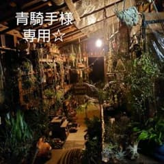 専用☆ヒメヤシの種⑤のサムネイル