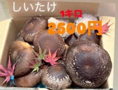 愛知県産 とれたて肉厚椎茸【しいたけ】1kgのサムネイル