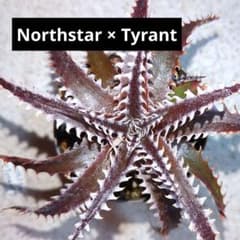 ディッキア ポットごと発送 69 - メルカリ