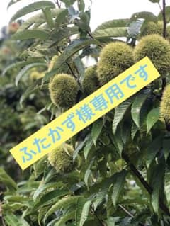 貯蔵栗 3L 1.2kgのサムネイル