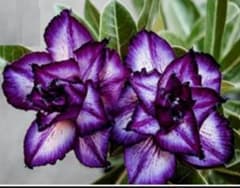 め*ぐ様 アデニウム　パープル系レアな色　砂漠の薔薇　5種子のサムネイル