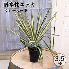 耐寒性 ユッカ カラーガード 3.5号 ドライガーデン 観葉植物 鉢植え 苗のサムネイル