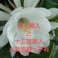 月下美人と十三夜美人☆発根済み 合わせて3本のサムネイル