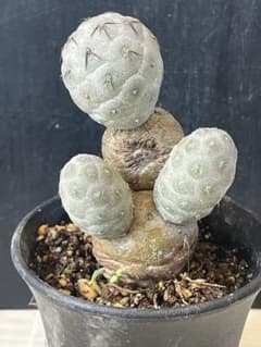 テフロカクタス ゲオメトリクスのサムネイル