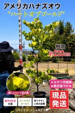 アメリカハナズオウ ハートオブゴールド 接木6年生 220cm大苗 - メルカリ