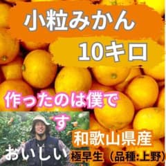 小粒みかん　10キロ　和歌山県産　早生のサムネイル