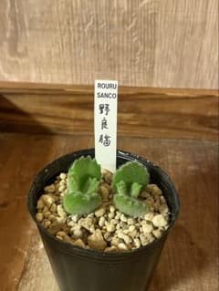 ワニコ様ご確認用 ロウルサンコ 野良猫 550円 カット苗(小さめ) - メルカリ