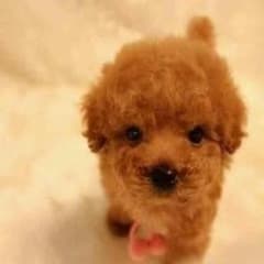 あいたん♡様専用のサムネイル